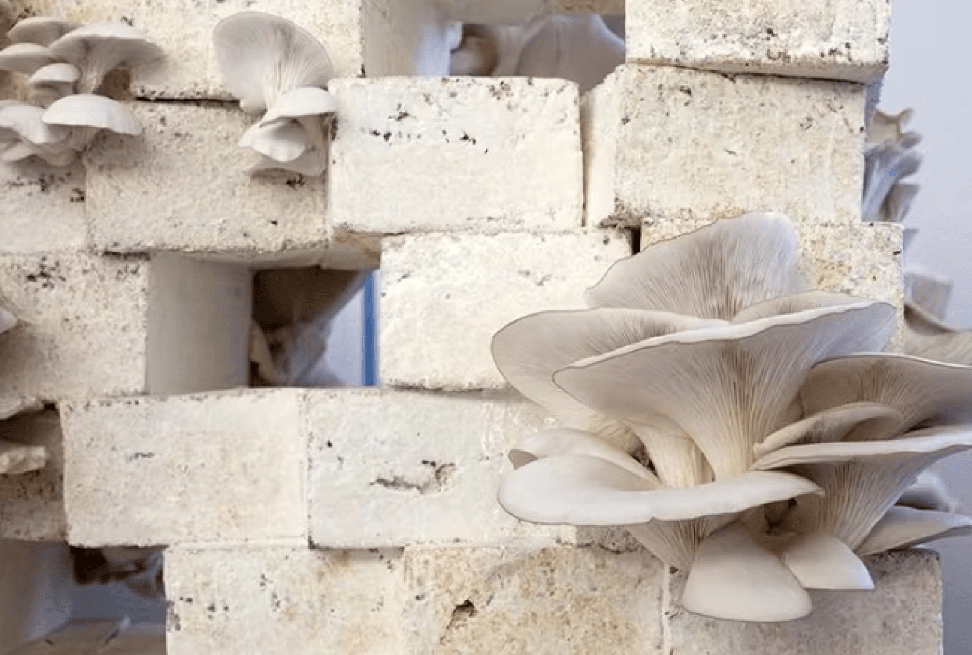 6ff981bf-0c8e-466c-97a3-4c1726a98aba 6ff981bf-0c8e-466c-97a3-4c1726a98aba